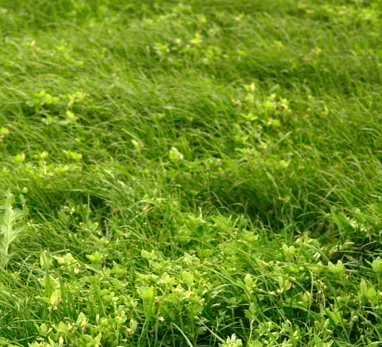 Controlling weeds in autumn-sown reseeded pastures