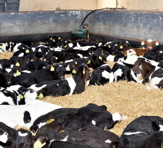 Cattle export numbers surge despite sailing setbacks