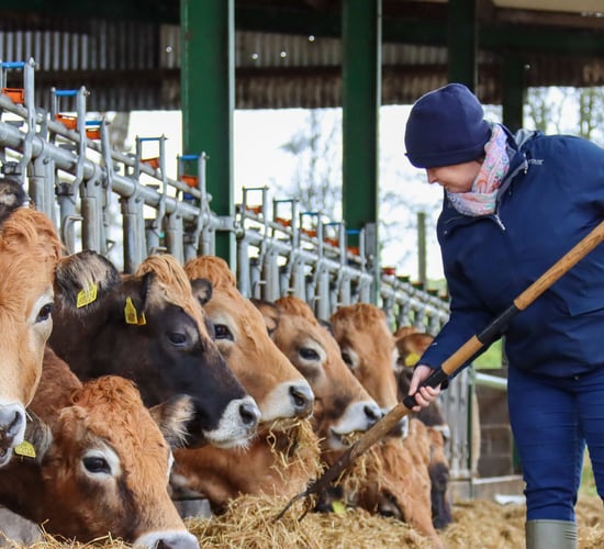 Aubrac: A dairy farmer's beef breed of choice