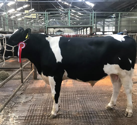CHFC bull sale achieves top price of €3,300