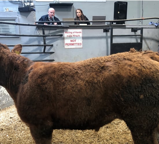 Mart report: Booming bullock trade at Ballyjamesduff Mart