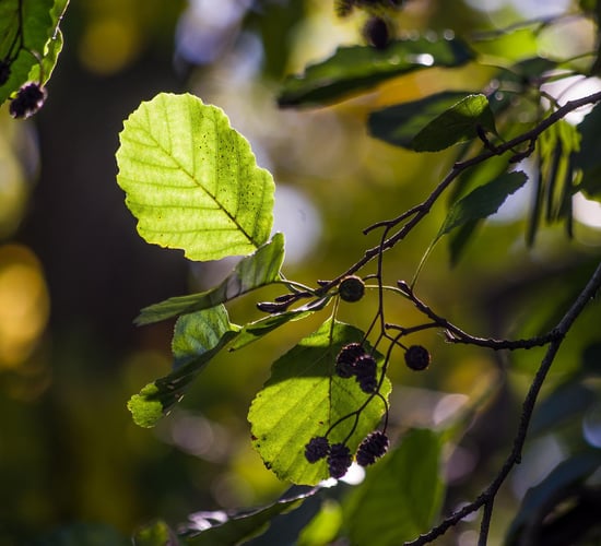 Budget 2024: €110m for forestry