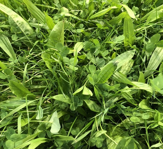 Multi-species sward and red clover silage payments commence