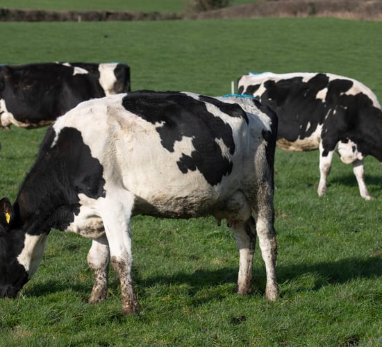 Agriculture revealed as NI's largest source of emissions
