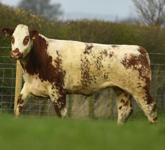 On-farm sale of over 200 in-calf heifers this Saturday
