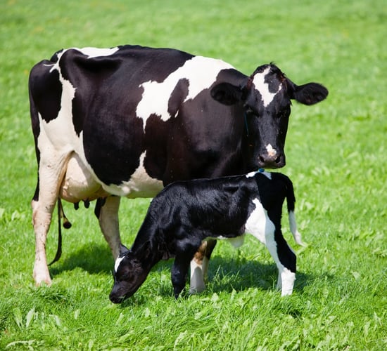 Is synchronisation right for your herd?