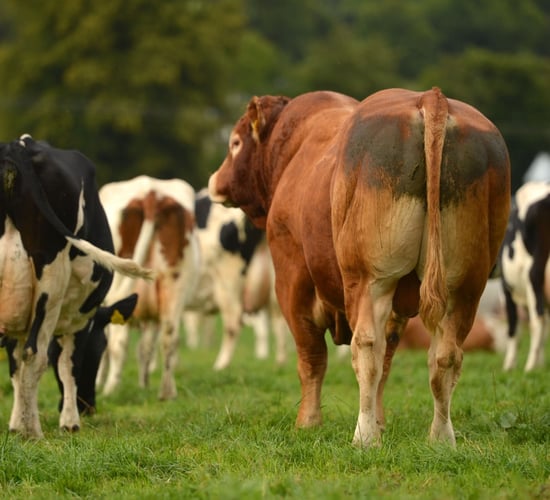 Reminder: NI Agricultural Census deadline approaching