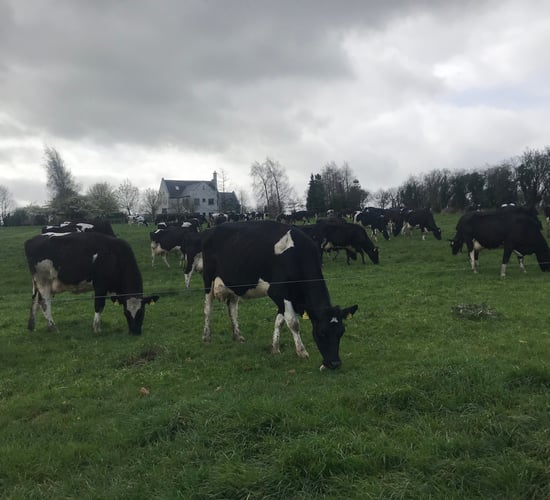 Breeding focus: Producing 140kg of milk solids over co-op average
