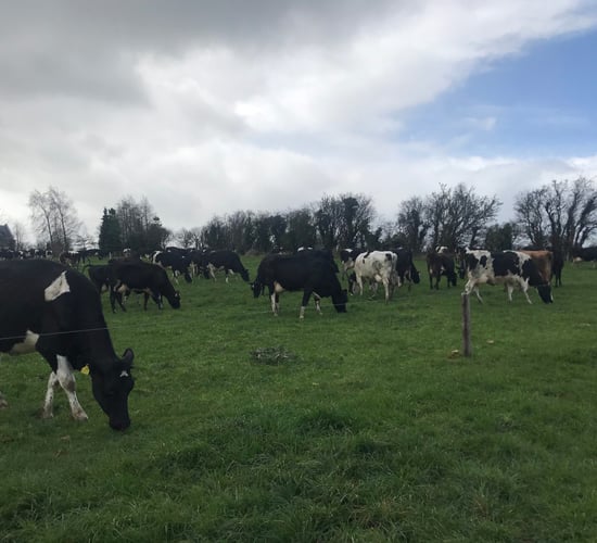 'I cannot fix a cell count issue without milk recording'