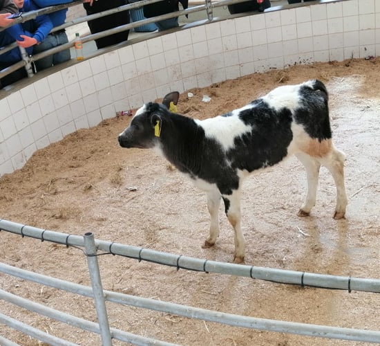 Calf trade up €20-40/head on last week