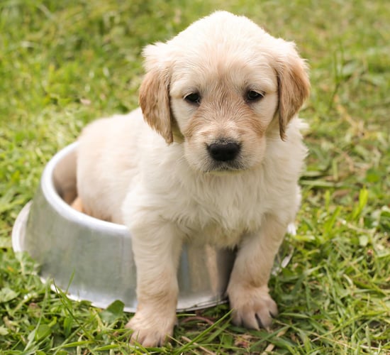 USPCA urges people to be aware of new puppy scam tactics