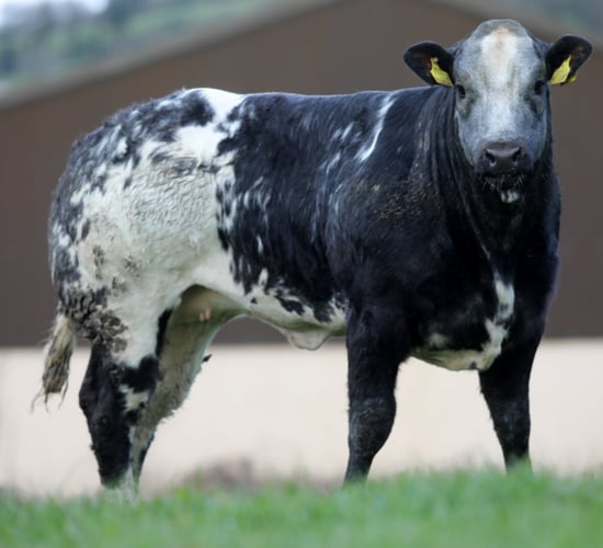 365kg crossbred heifer makes €4,400 at Carrigallen Mart