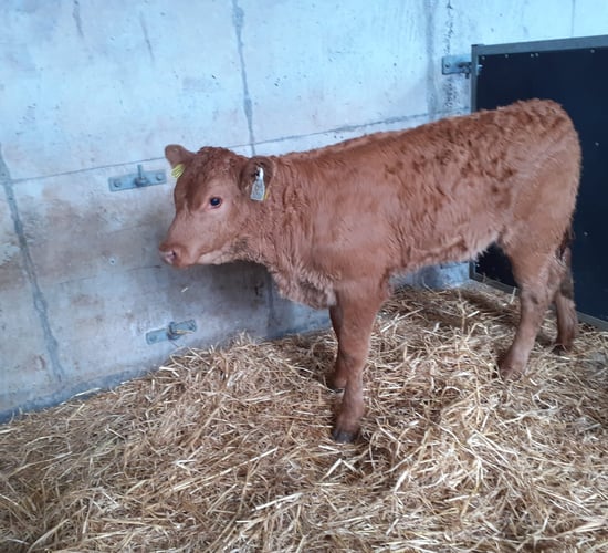 Stronger calves still a good trade at Waterford Ross