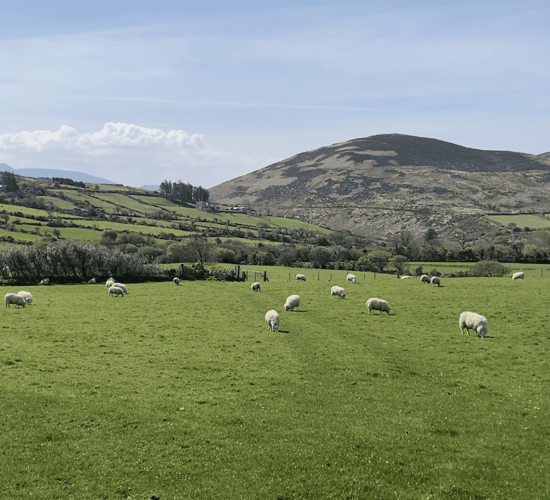 Kerry IFA vice-chair threatens to resign over 'disconnect' with top brass