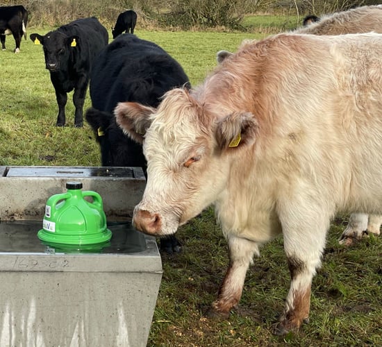 Mineral series: What exactly is rumen bloat in dairy cows?