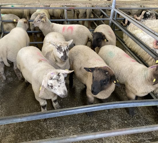 Sheep trade: Spring lamb and hogget prices increase