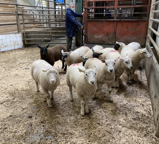 Spring lamb prices ease by €3-4/head at Enniscorthy Mart