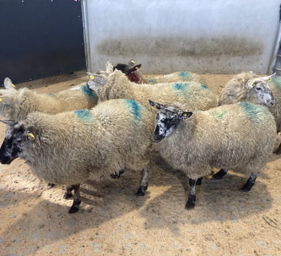 Hogget prices witness an improvement of €2-3/head last week