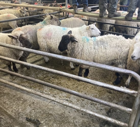 Factories warn of 'oversupply of heavy hoggets'