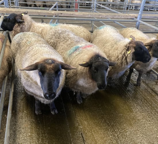 No let up in the cull ewe trade as prices break €300