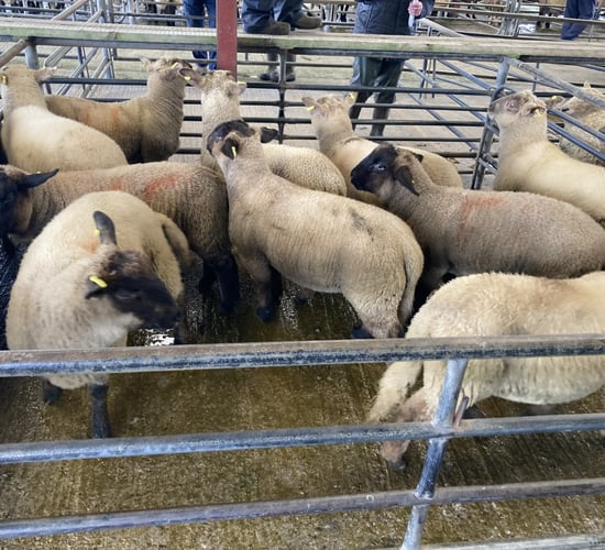 Pics and prices: Cull ewes and hoggets shine over spring lambs at Loughrea