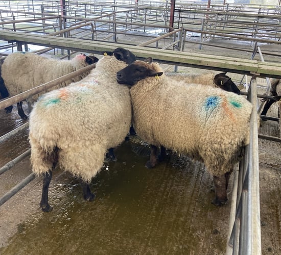 Cull ewes the pick of the bunch at marts this week
