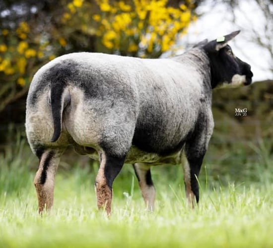 Summer Spectacular sheep sale set for Tullow Mart on Monday