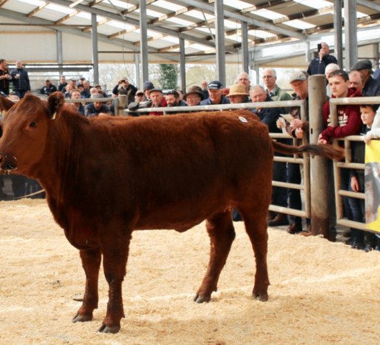 Red Angus heifer takes top price at Gigginstown sale