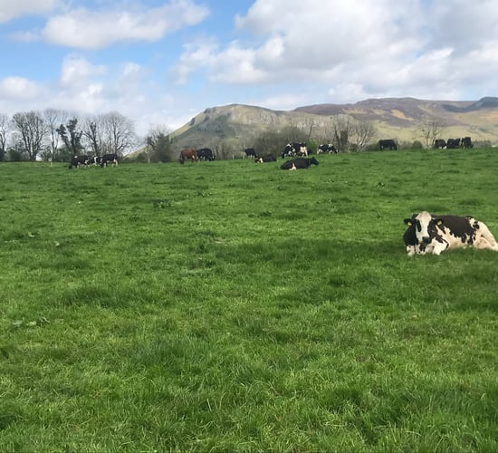 Dairy throwback: ‘I was lucky I got the opportunity to do what I did’