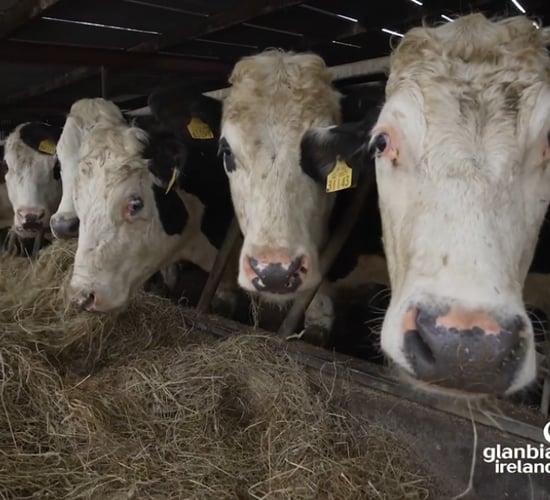 Twenty20 Beef Club: €0.25/kg premium regardless of base price