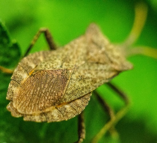 Intensive agriculture and rising temps causing significant insect reduction
