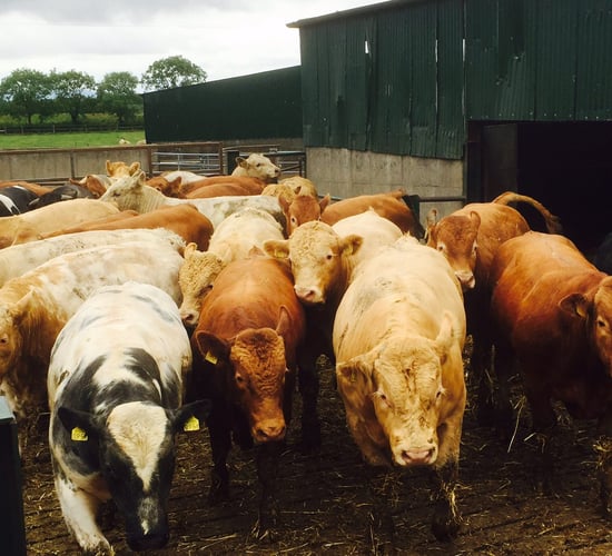 Factory quotes: Bull beef hits €5/kg as cow price rises also