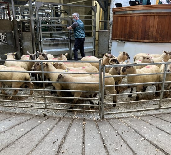 Spring lamb prices up €15-17/head on last year