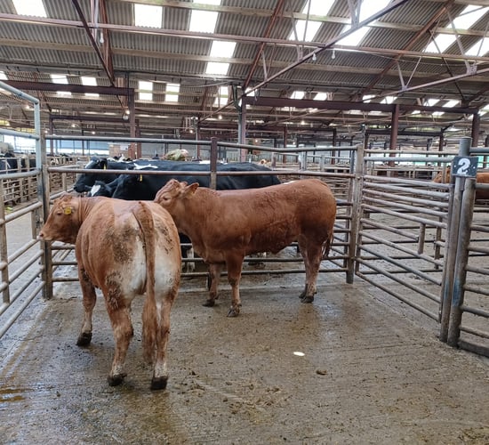 Cattle buyers confident on the beef trade at Enniscorthy Mart