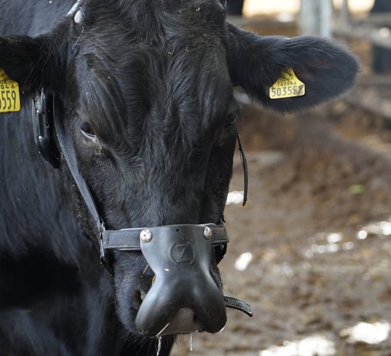 The potential for beef farmers to improve on sustainability