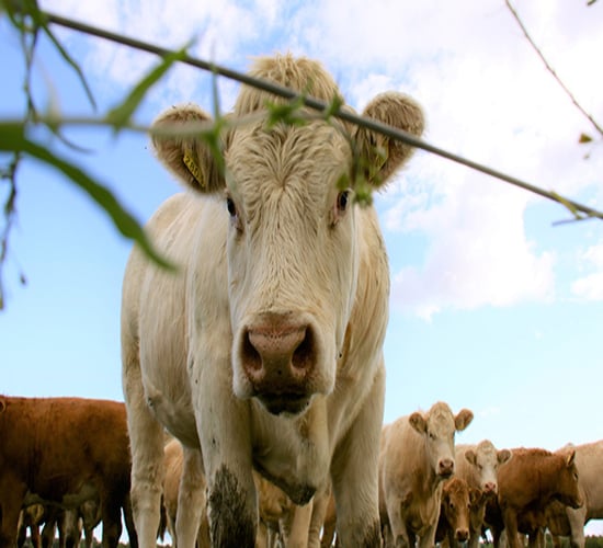 Over 200 animal welfare cases successfully prosecuted - minister