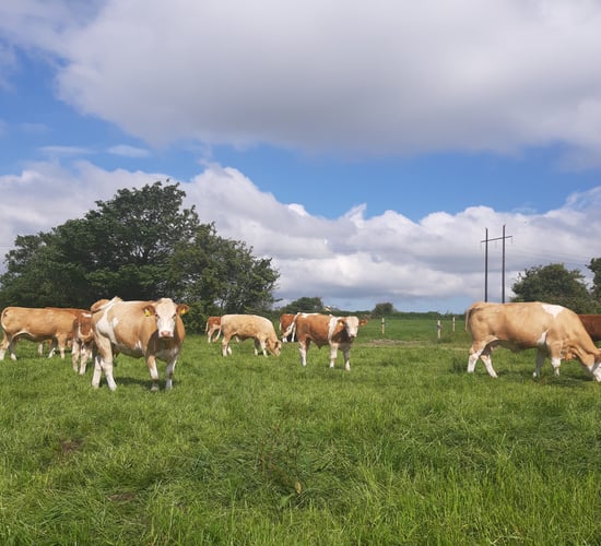 Bord Bia: Up to 60% of prime cattle qualify for grass fed beef PGI