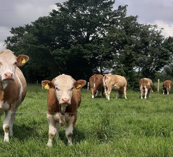 Average Irish beef farm income to reach €25,000 this year