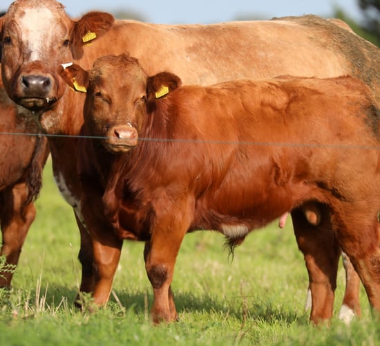 What is the outlook for farm incomes in 2025?