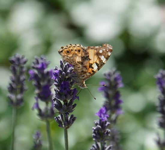 €1.4m for local biodiversity projects announced