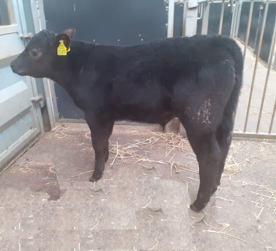 Calf trade: High numbers at Waterford Ross Mart