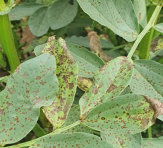 Elatus Era approved for chocolate spot and rust control in beans