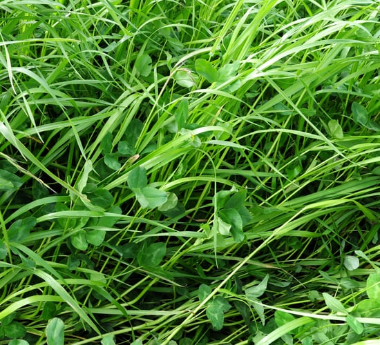 Managing new clover swards on dairy farms