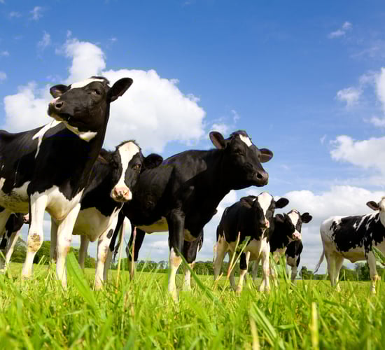 Video: 'We need to be careful how we treat the dairy industry'