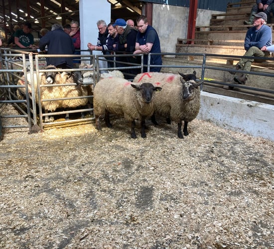 Hogget trade remains largely steady at marts as supplies tighten