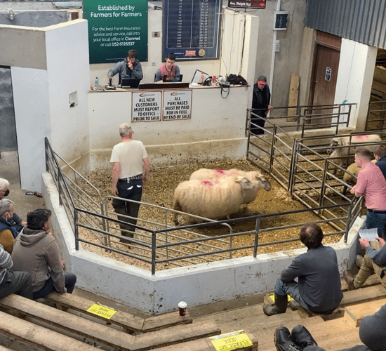 Pics and prices: Spring lambs top €174/head at Cahir Mart