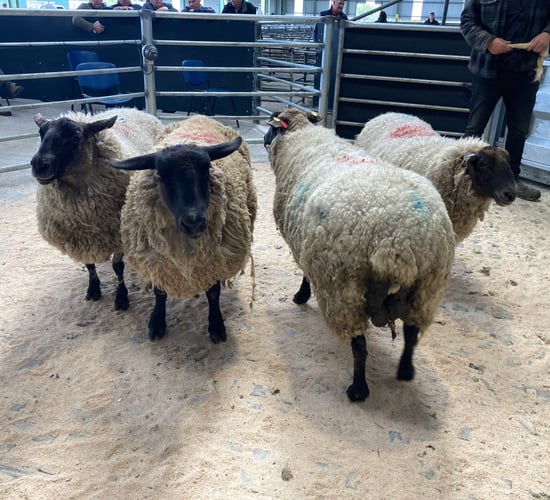 Take advantage of the strong trade for cull ewes