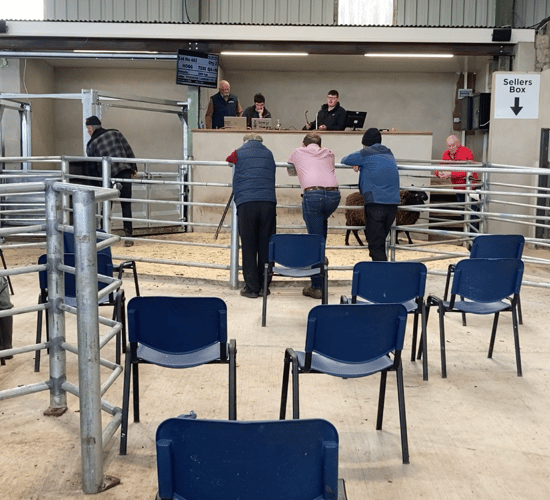 Pics and prices: Small number of spring lambs make up to €176 at Blessington
