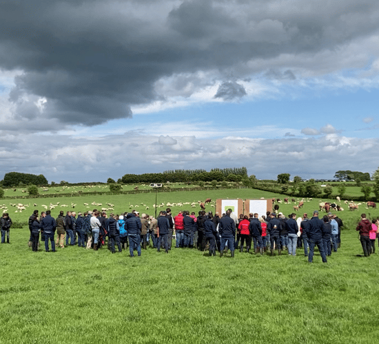 Video: IGA sheep conference and farm walk returns in person