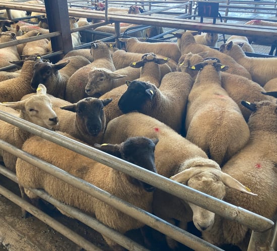 Spring lambs at marts: Strong demand and steady prices